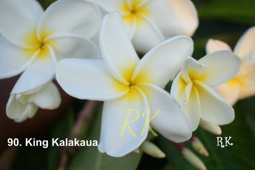 Plumeria Variety King Kalakaua - Fresh Flowers, 12-15 Inches Size, White Color | Exotic Scented Plumeria with Extended Shelf Life