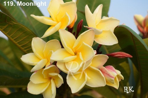 Plumeria Variety Moonlight - Fresh Flowers, 12-15 Inches | White Color with Yellow Shade at Center, Shelf Life as Per Care Years