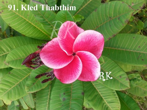 Exotic Plumeria Flowers
