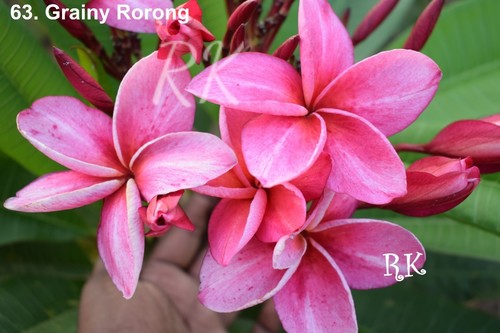 Exotic Plumeria Flowers
