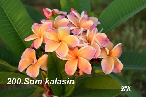 Plumeria Variety Som Kalasin - Fresh Flowers, 12-15 Inches Size | Yellow with Pink Edge Color, Long Shelf Life with Proper Care