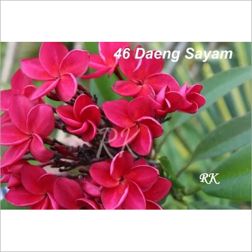 Exotic Plumeria Flowers