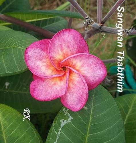 Plumeria Variety Sangwan Thabthim