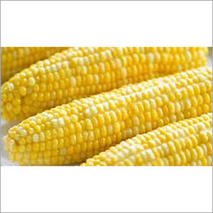 Organic Fresh Yellow Corn