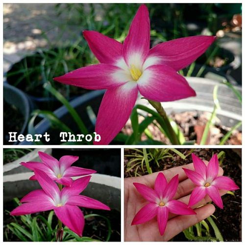 Rain Lily Variety "Heart Throb"