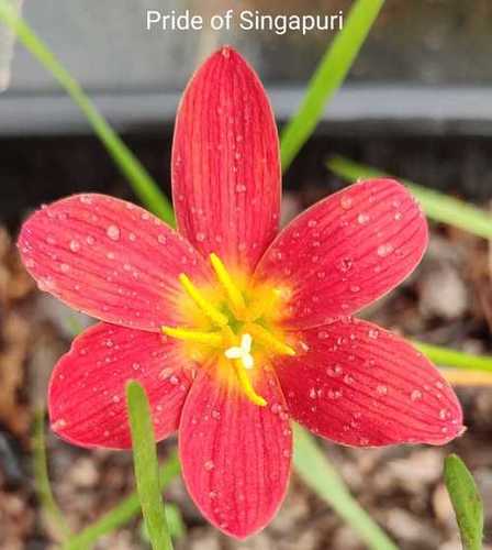 Rain Lily Variety "Pride Of Singapore" - Mature Bulbs | Fresh Flower, Red Color, Fascinating Bloom with Vivid Flowers