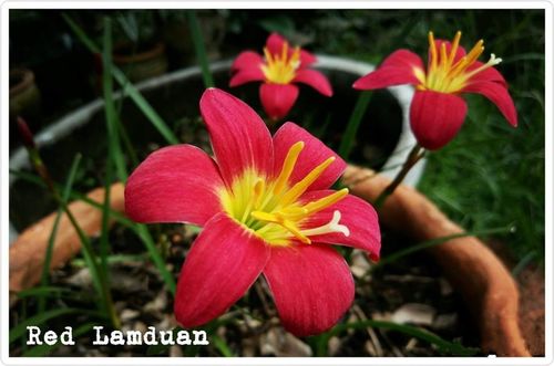Rain Lily Variety "Red Lamduan" - Fresh Flower Bulbs, Red Color, Long Shelf Life Based on Care | Captivating Bloom for Any Garden