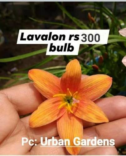 Rain Lily Variety " Lavalon"