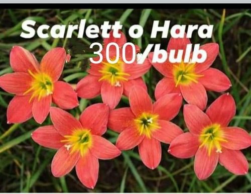 Rain Lily Variety "Scarlet O Hara" - Enchanting Fresh Flower Bulbs | Spellbinding Orange Blooms with Care-Based Shelf Life