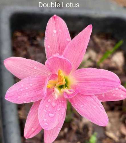 Pink Rain Lily Variety "Double Lotus"