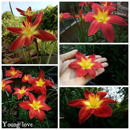 Rain Lily Variety "Young Love"