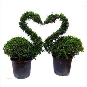 Green Lovely Swan Pair Topiary