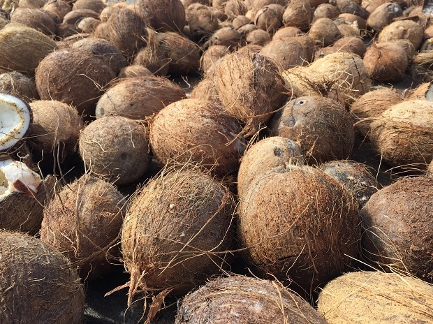 Husked Coconut