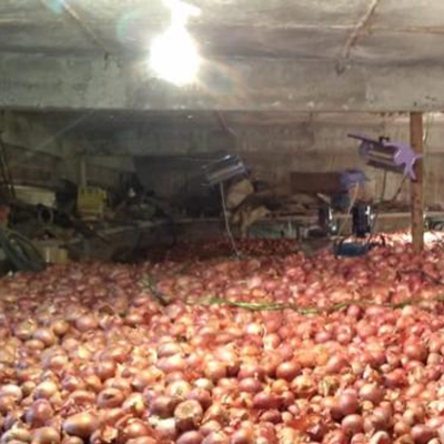 Fresh Red Onion