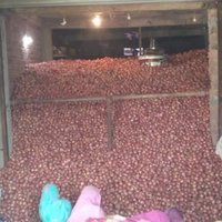Fresh Red Onion