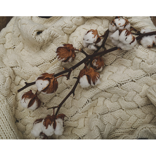 Organic Cotton Sweaters By NET PARADIGM INDIA PVT. LTD.