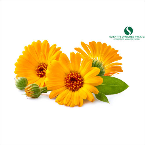 Calendula Lip Guard