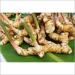 Fresh Galangal Shelf Life: 6 Months