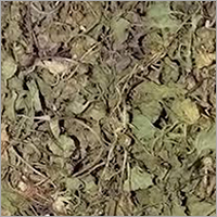 Green Dried Asiatic