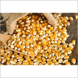 Yellow Corn Maize Seed