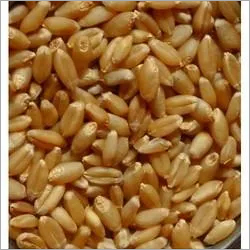 Whole Wheat - Organic, Grade A, High Purity | Available in Weights as per Requirement (Kilograms)
