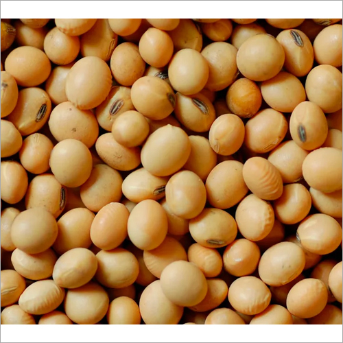 Pure Soybean Seed