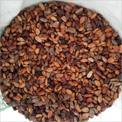 Organic Cocoa Beans at Best Price in Theni, Tamil Nadu S.v.s Exports