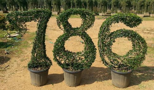 Green Holy 786 Topiary With Pot