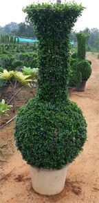 Green Beautiful Vessel Topiary With Pot
