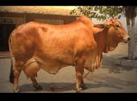 Pure sahiwa cow