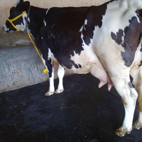 High Milk Cow