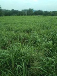 Ginger Grass Oil Shelf Life: 2 Years