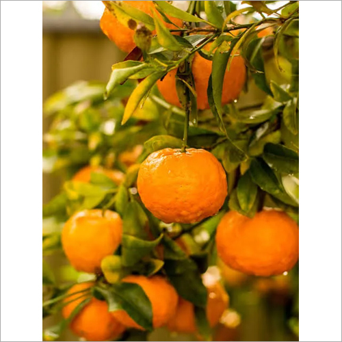 Fresh Orange - Organic Fresh Orange, 10-15 Years Shelf Life, Exotic Taste Variety | Naturally Cultivated with Care