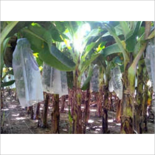 Non Woven Fruit Bag Bag Size: Different Size Available