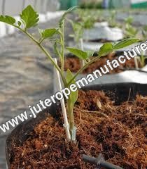 Cocopeat Powder
