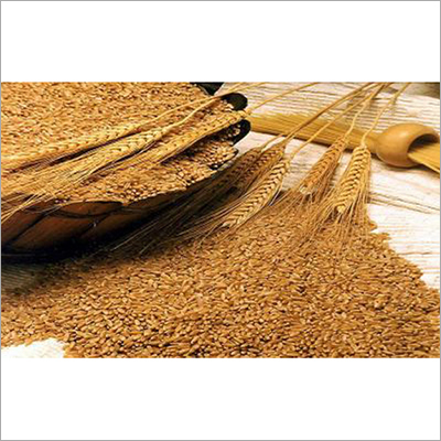 Whole Wheat