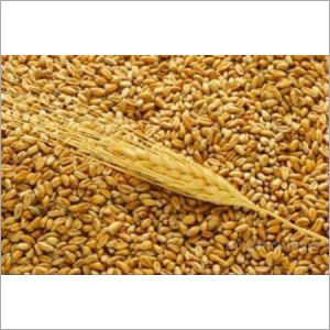 Whole Wheat Grain By GANET EL ZOHOR CO FOR TRADE
