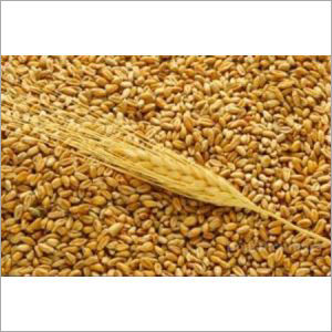 Whole Wheat Grain