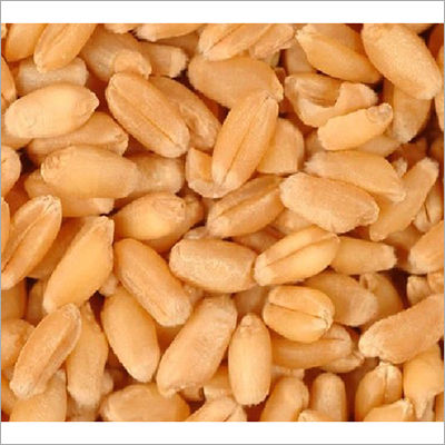 Indian Wheat