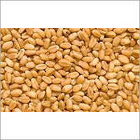Fresh Wheat
