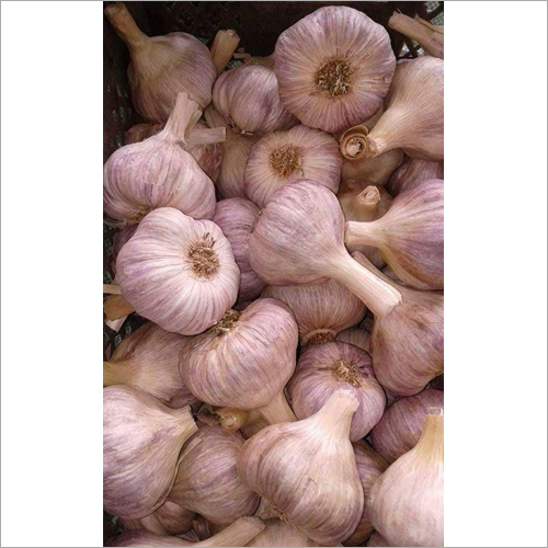 Dry Garlic