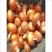 Golden Onion
