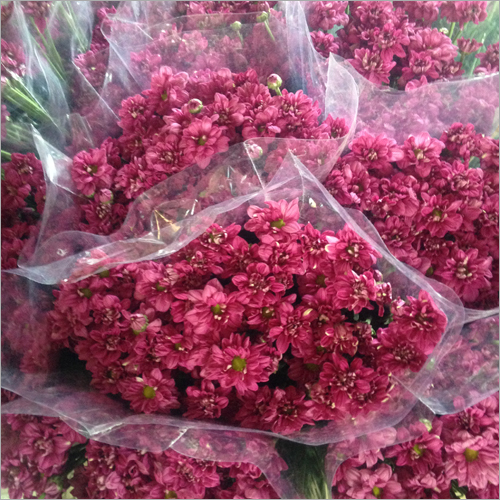 Red Alyssum Flower