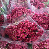 Red Alyssum Flower