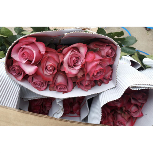 Rose Flower By GANET EL ZOHOR CO FOR TRADE