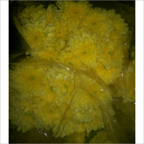 Marigold Flower