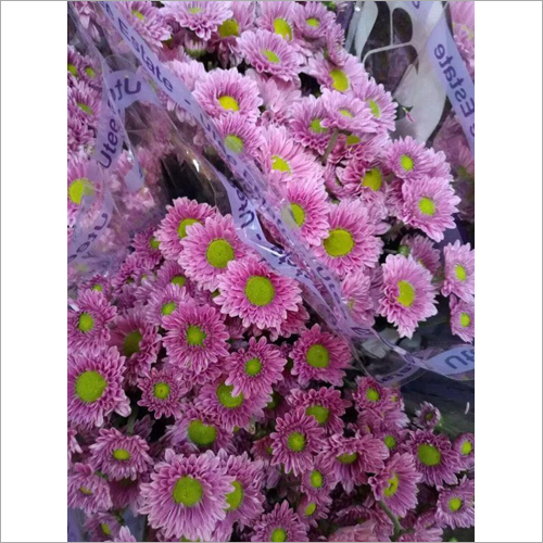 Barberton Daisy Flower