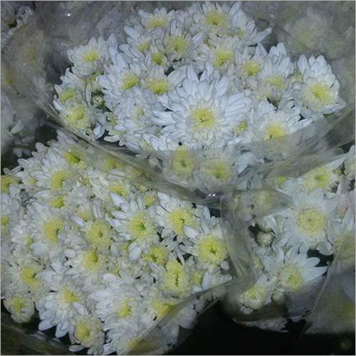 Daisy White Flower