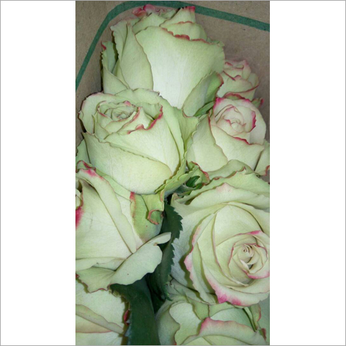 White Rose