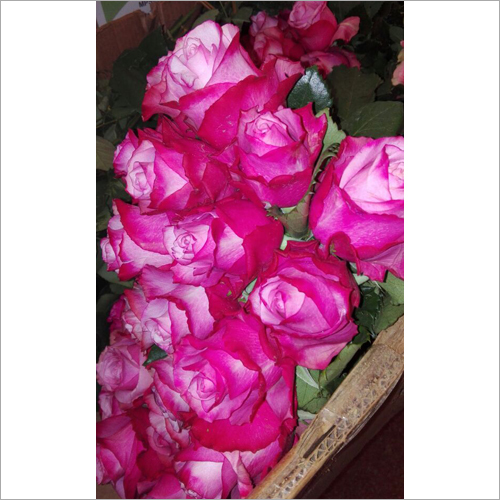 Pink Rose
